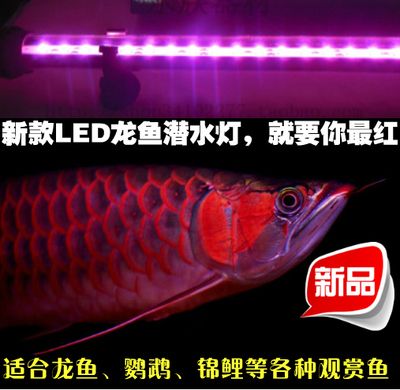龍魚燈多少k合適呢：如何選擇適合的龍魚燈