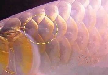 金龍魚鱗片上附著白色絮狀物圖片 金龍魚鱗片上附著白色絮狀物圖片 龍魚百科 第23張