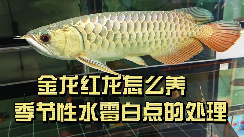 金龍魚鱗片上附著白色絮狀物圖片 金龍魚鱗片上附著白色絮狀物圖片 龍魚百科 第27張