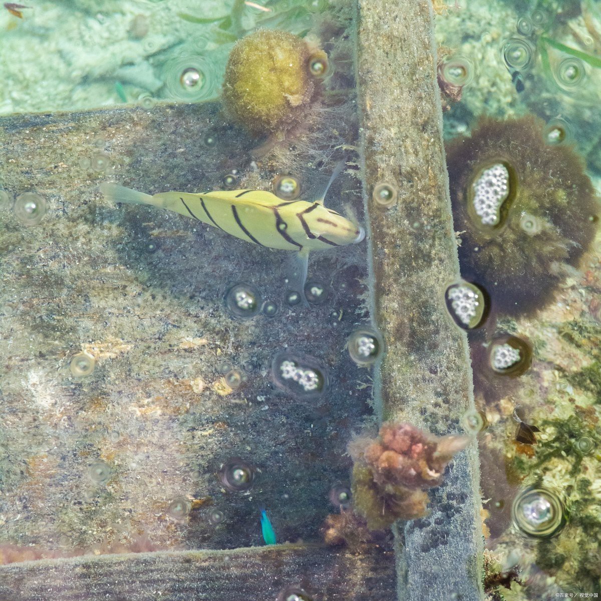 金龍魚鱗片上附著白色絮狀物圖片 金龍魚鱗片上附著白色絮狀物圖片 龍魚百科 第24張