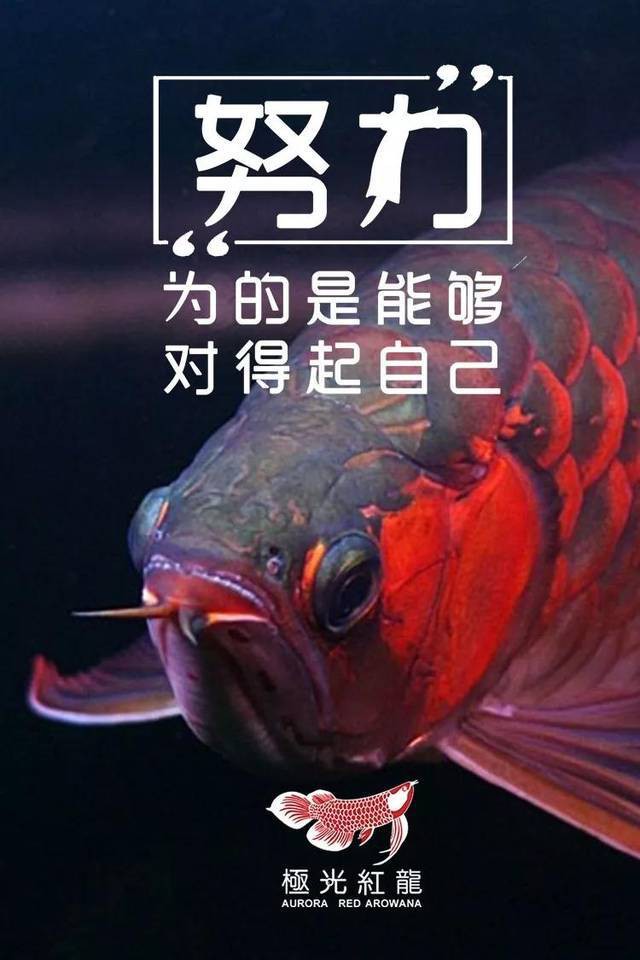 金龍魚鱗片上附著白色絮狀物圖片 金龍魚鱗片上附著白色絮狀物圖片 龍魚百科 第31張