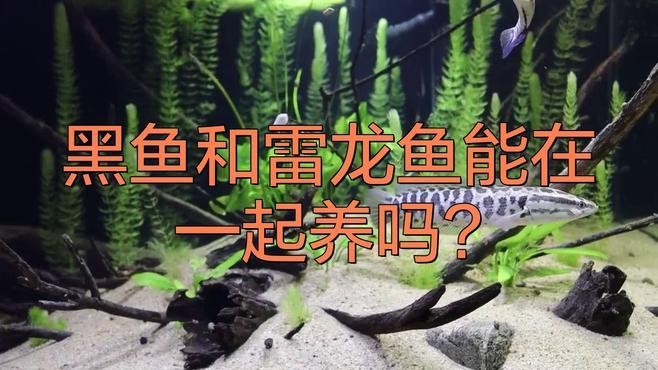 黑魚 魚缸 龍魚能養嗎 黑魚 魚缸 龍魚能養嗎 龍魚百科 第1張