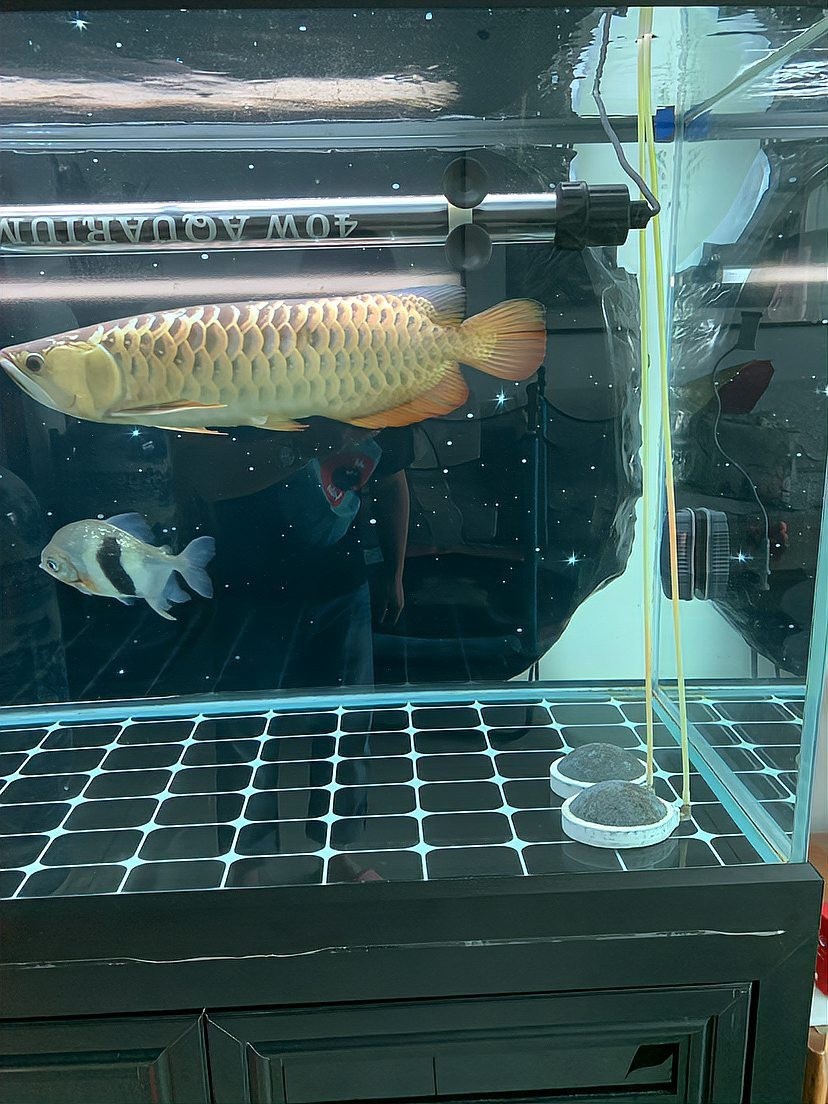 黑魚 魚缸 龍魚能養嗎 黑魚 魚缸 龍魚能養嗎 龍魚百科 第13張