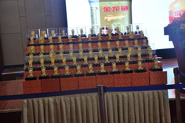 金龍魚石家莊代理【金龍魚石家莊代理的要求】