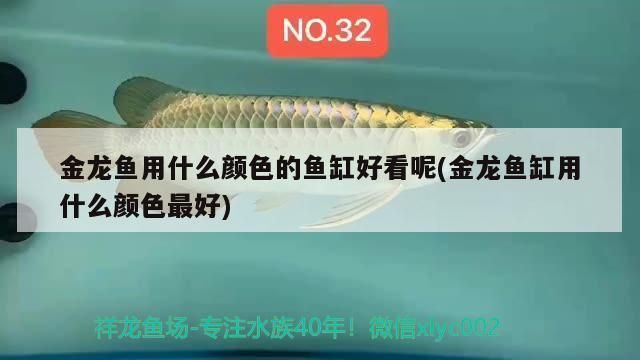 金龍魚用什么顏色的魚缸好看呢（金龍魚背景顏色選擇指南） 金龍魚用什么顏色的魚缸好看呢（金龍魚背景顏色選擇指南） 龍魚百科 第2張