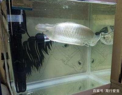 金龍魚撞缸后怎么恢復：金龍魚撞缸后怎么恢復金龍魚撞缸后怎么養護