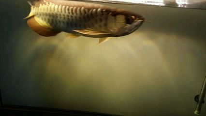 金龍魚撞缸后怎么恢復：金龍魚撞缸后怎么恢復金龍魚撞缸后怎么養護