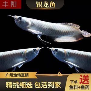 龍魚(yú)和戰(zhàn)船魚(yú)能混養(yǎng)嗎？：龍魚(yú)和戰(zhàn)船魚(yú)能不能混養(yǎng)？ 龍魚(yú)和戰(zhàn)船魚(yú)能混養(yǎng)嗎？：龍魚(yú)和戰(zhàn)船魚(yú)能不能混養(yǎng)？ 龍魚(yú)百科 第1張