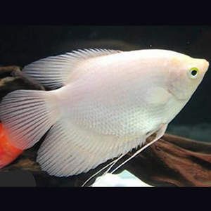 龍魚(yú)和戰(zhàn)船魚(yú)能混養(yǎng)嗎？：龍魚(yú)和戰(zhàn)船魚(yú)能不能混養(yǎng)？ 龍魚(yú)和戰(zhàn)船魚(yú)能混養(yǎng)嗎？：龍魚(yú)和戰(zhàn)船魚(yú)能不能混養(yǎng)？ 龍魚(yú)百科 第3張