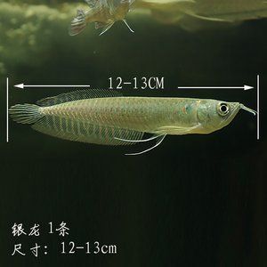 龍魚(yú)和戰(zhàn)船魚(yú)能混養(yǎng)嗎？：龍魚(yú)和戰(zhàn)船魚(yú)能不能混養(yǎng)？ 龍魚(yú)和戰(zhàn)船魚(yú)能混養(yǎng)嗎？：龍魚(yú)和戰(zhàn)船魚(yú)能不能混養(yǎng)？ 龍魚(yú)百科 第2張