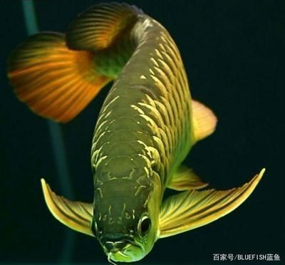 龍魚組合三個字的名字叫什么，龍魚組合三個字的名字叫什么龍魚組合三個字的名字叫什么