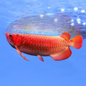 紅龍魚還是金龍魚好看（關(guān)于“紅龍魚還是金龍魚好看”這個(gè)問題實(shí)際上非常主觀）