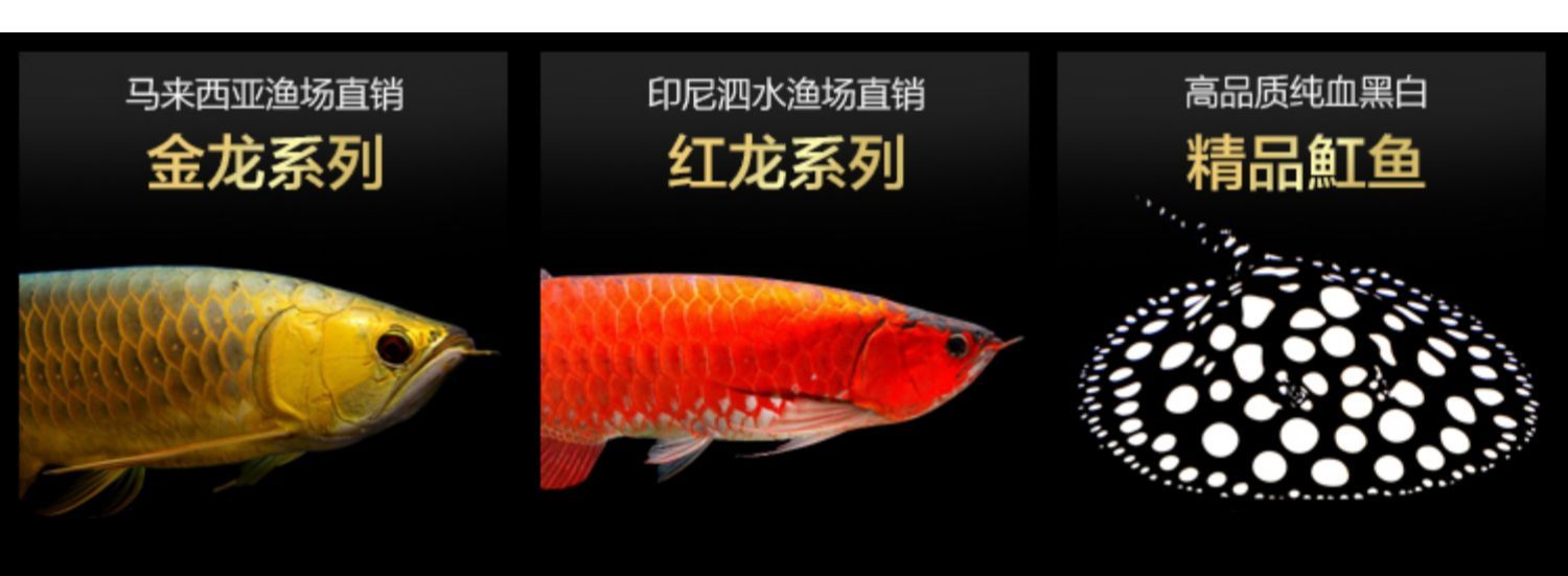 紅龍魚還是金龍魚好看（關(guān)于“紅龍魚還是金龍魚好看”這個(gè)問題實(shí)際上非常主觀）