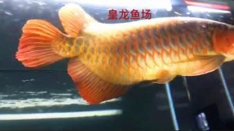 紅龍魚還是金龍魚好看（關(guān)于“紅龍魚還是金龍魚好看”這個(gè)問題實(shí)際上非常主觀）