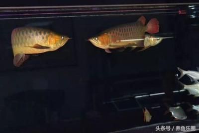 發龍魚的朋友圈怎么發（發龍魚的朋友圈可以從多個角度入手）
