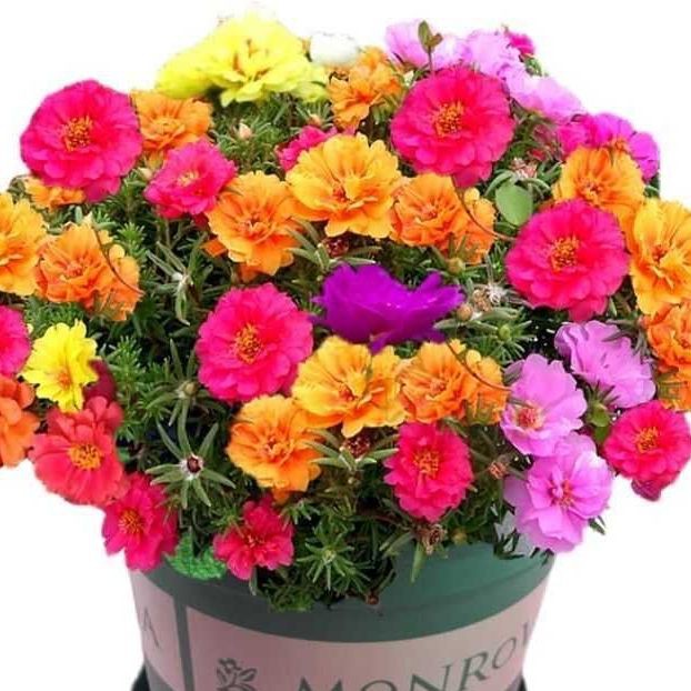 金鉆最忌三種人