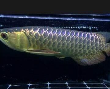 龍魚用什么燈光最好養活：龍魚燈光養護