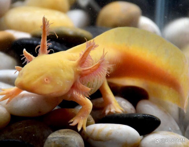 六角恐龍吃飽了的表現