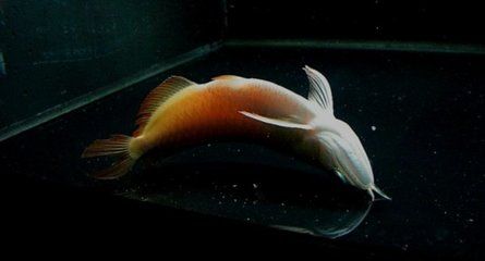 龍魚突然抽搐了一下正常嗎（龍魚抽搐一下是怎么回事）