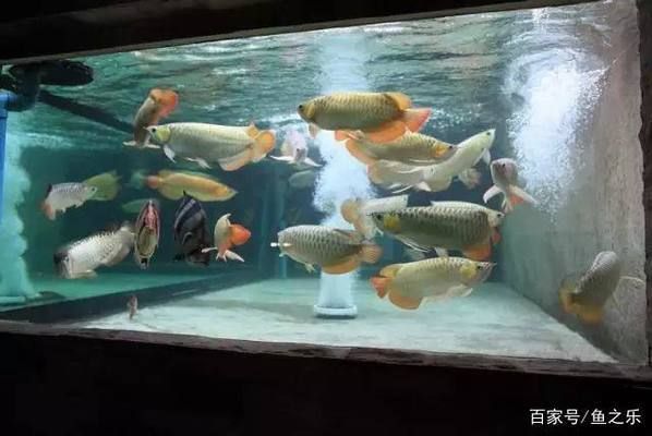 龍魚和巴西亞混養技巧圖解，龍魚和巴西亞混養技巧