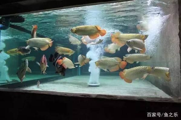 龍魚和巴西亞混養技巧圖解，龍魚和巴西亞混養技巧
