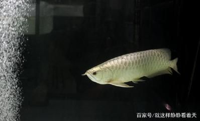養銀龍魚好不好養，養銀龍魚需要注意這些事項：養銀龍魚好不好養銀龍魚好不好養銀龍魚好不好養
