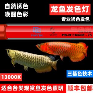 金龍魚魚缸燈如何擺放【每天開燈8小時,金龍魚開燈8小時,金龍魚身體狀態的變化】 龍魚百科 第1張 金龍魚魚缸燈如何擺放【每天開燈8小時,金龍魚開燈8小時,金龍魚身體狀態的變化】 金龍魚魚缸燈如何擺放【每天開燈8小時,金龍魚開燈8小時,金龍魚身體狀態的變化】 龍魚百科 第1張