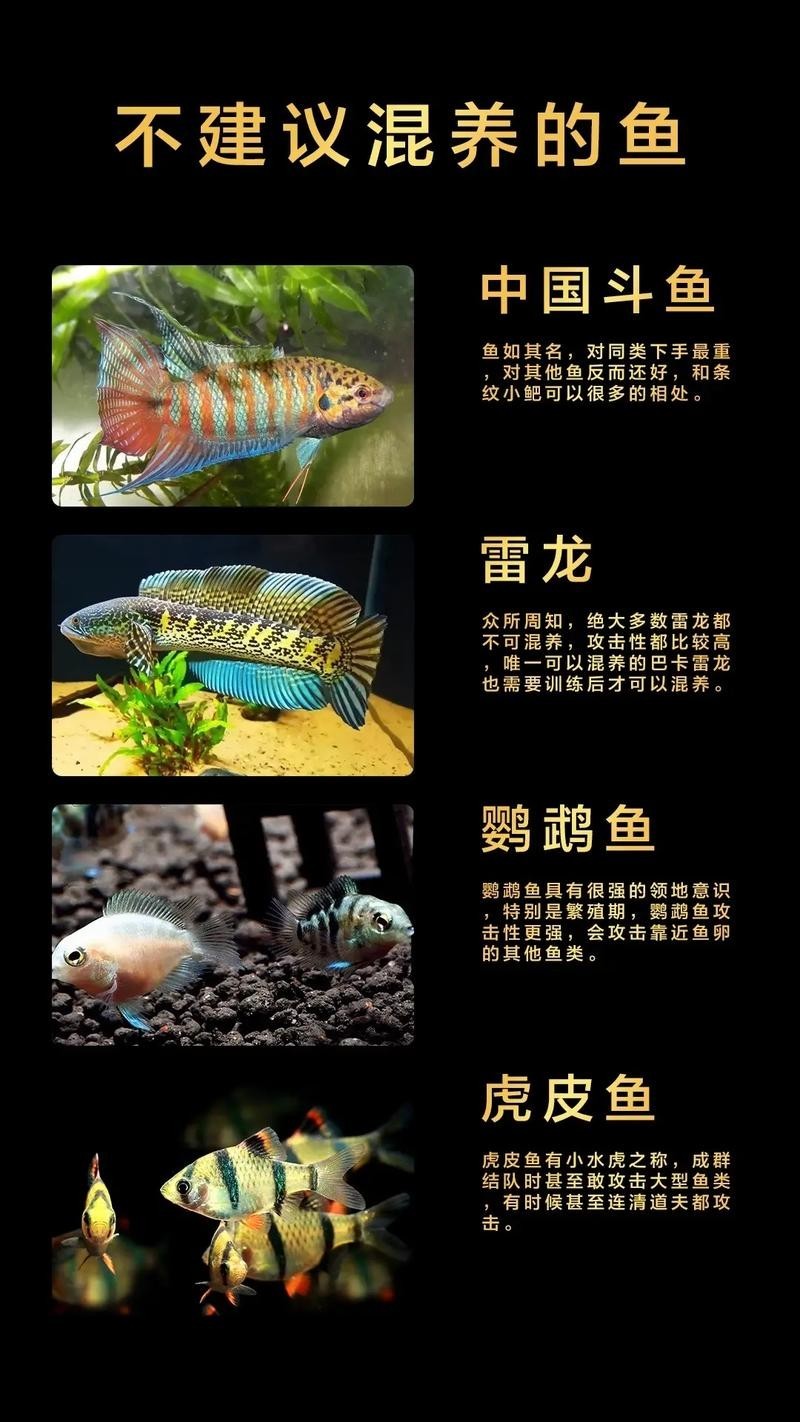 龍魚虎魚混養(yǎng)尺寸圖
