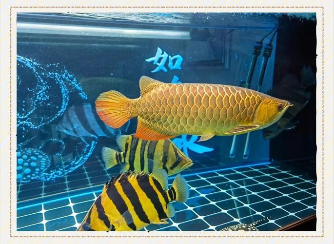 龍魚虎魚混養(yǎng)尺寸圖
