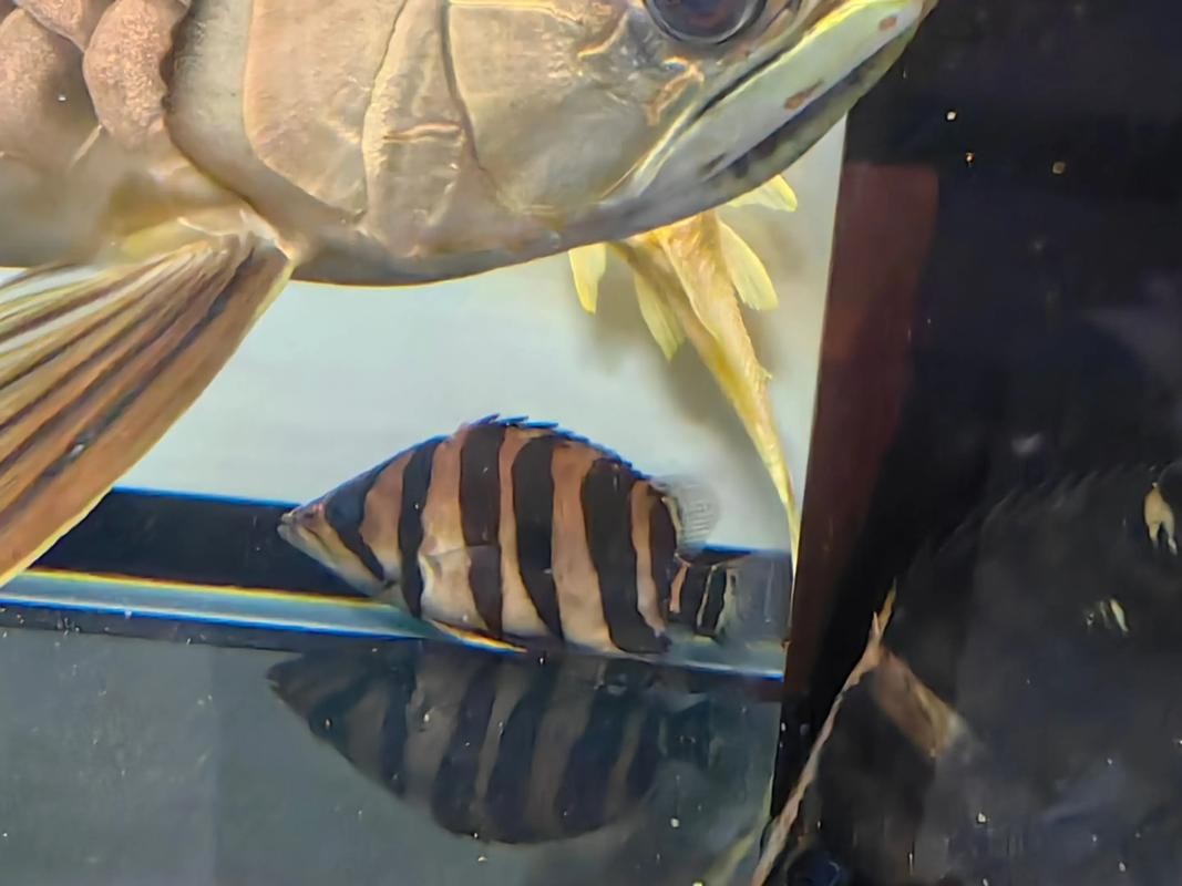 龍魚虎魚混養(yǎng)尺寸圖