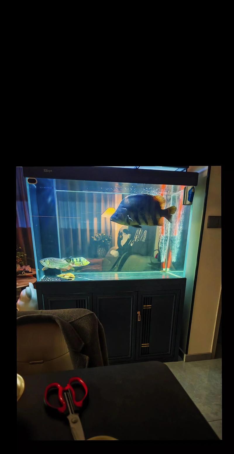 龍魚虎魚混養(yǎng)尺寸圖