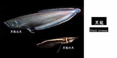 最好看的龍魚排名前十，世界上最好看的龍魚排名前十的品種排名前十的品種
