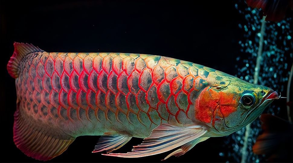 龍魚吃飽后多久會排便？