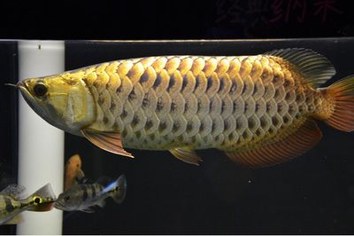 龍魚(yú)發(fā)色階段詳解視頻教程圖片下載：龍魚(yú)發(fā)色影響因素詳解