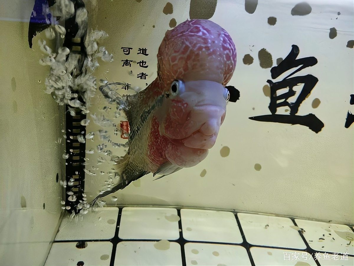 龍魚(yú)幾月份開(kāi)始加溫度的