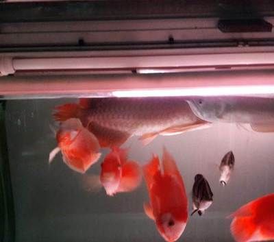 紅龍魚都吃什么食物（紅龍魚吃什么最好養）