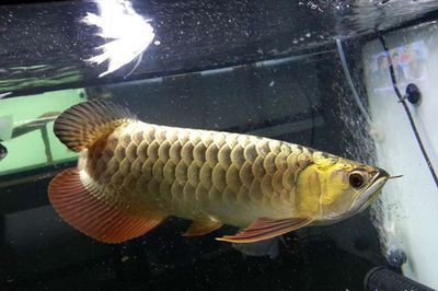 龍魚訓食飼料有哪些 龍魚百科 第3張 龍魚訓食飼料有哪些 龍魚訓食飼料有哪些 龍魚百科 第3張