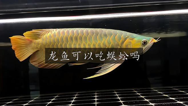 蜈蚣喂龍魚需要去毒腺嗎？