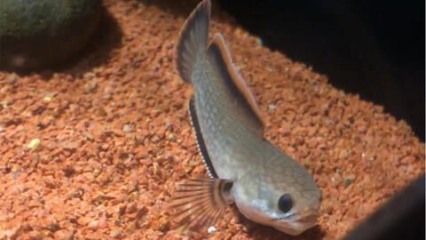 黃金眼鏡蛇雷龍魚鰭爛了，如何預防雷龍魚鰭爛的病因有哪些