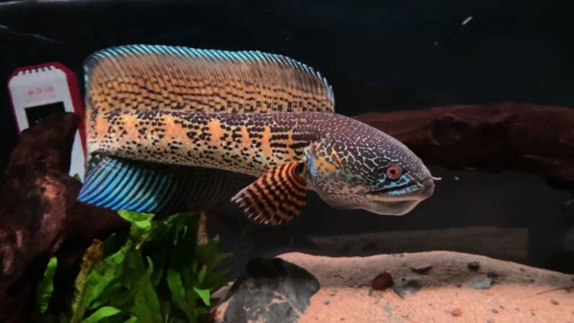黃金眼鏡蛇雷龍魚鰭爛了，如何預(yù)防雷龍魚鰭爛的病因有哪些