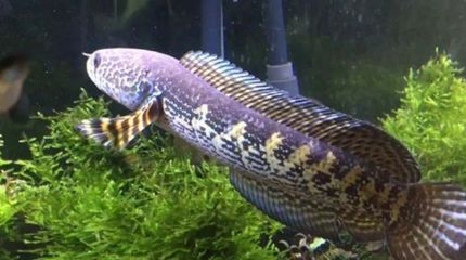黃金眼鏡蛇雷龍魚鰭爛了，如何預(yù)防雷龍魚鰭爛的病因有哪些