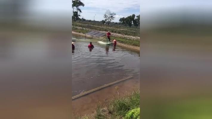 金龍魚種植基地（金龍魚種植基地參觀預約流程揭秘金龍魚種植基地土壤改良方法）