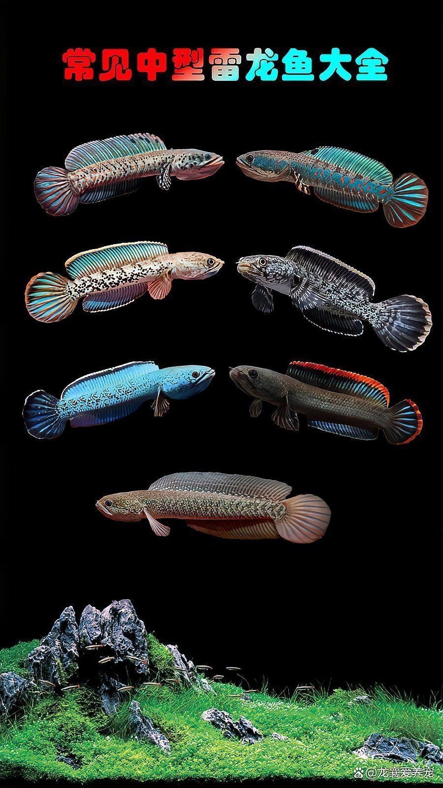 金塵雷龍魚屬于什么品種 金塵雷龍魚屬于什么品種 龍魚百科 第6張