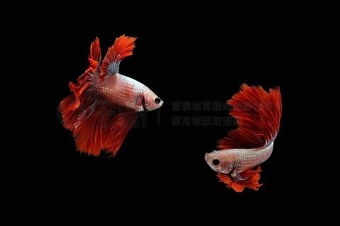 小蝦喂龍魚還要剝皮嗎：喂養(yǎng)龍魚的小蝦是否需要剝皮，