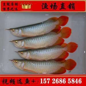 紅龍魚魚苗批發(fā)廠家地址在哪里（紅龍魚魚苗批發(fā)廠家具體地址信息搜索結(jié)果中并未直接給出）