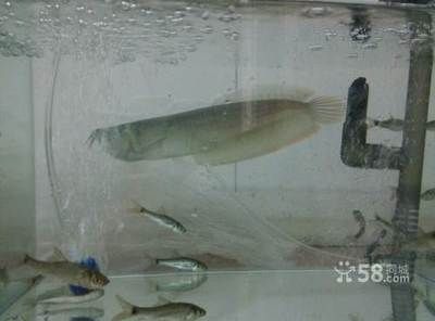 20公分的銀龍魚需要多大的缸（20公分的銀龍魚需要至少長1.5米、寬0.7米的魚缸）