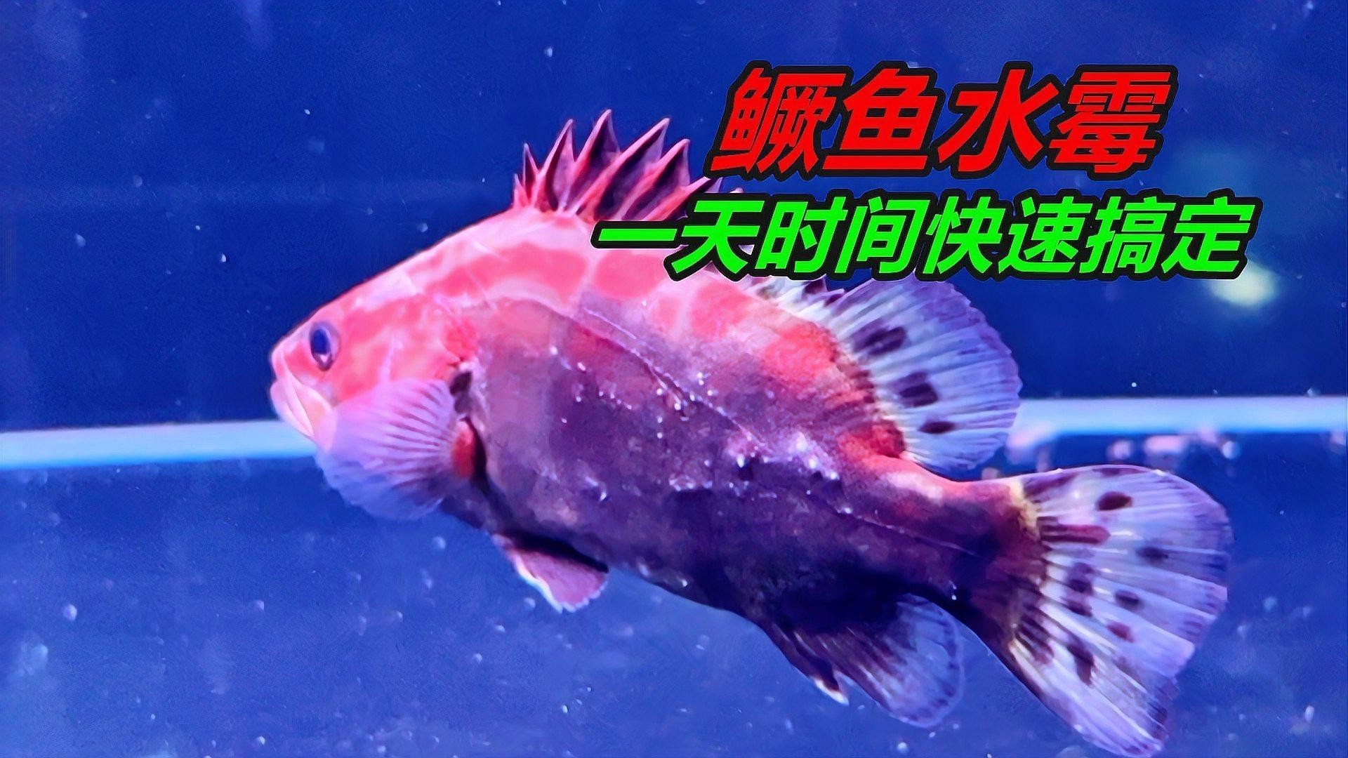 金龍魚(yú)身上長(zhǎng)白毛怎么辦