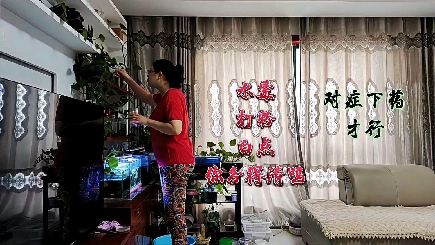 金龍魚(yú)身上長(zhǎng)白毛怎么辦