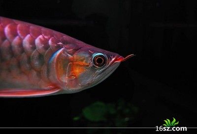 養龍魚喂的小魚算殺生嗎：養龍魚喂小魚算殺生嗎？