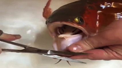 養龍魚喂的小魚算殺生嗎：養龍魚喂小魚算殺生嗎？